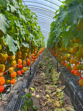 Load image into Gallery viewer, Physalis Alkekengi L. 80cm 7-8F   525yen/pcs(FOB)  50pcs

