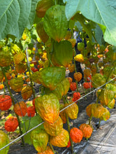 Load image into Gallery viewer, Physalis Alkekengi L. 80cm 7-8F   525yen/pcs(FOB)  50pcs
