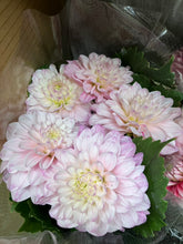 이미지를 갤러리 뷰어에 로드 , Dahlia 60cm 320yen/pcs(FOB)  40pcs
