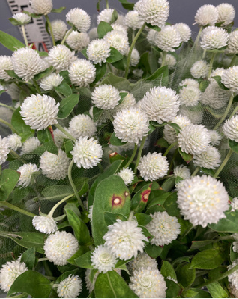 Gomphrena globosa  Spray   60cm 200pcs @100yen(FOB)