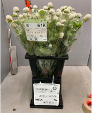 Load image into Gallery viewer, Gomphrena globosa  Spray   60cm 200pcs @100yen(FOB)
