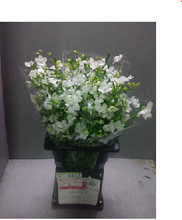 將圖片載入圖庫檢視器 Delphinium grandiflorum Spray &#39;Silky White&#39; 80-90cm 340yen/pcs 60pcs
