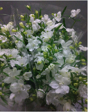 將圖片載入圖庫檢視器 Delphinium grandiflorum Spray &#39;Silky White&#39; 80-90cm 340yen/pcs 60pcs
