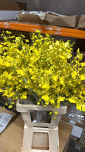 이미지를 갤러리 뷰어에 로드 , Onchidium 80cm @165yen(FOB) 180pcs
