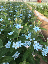 將圖片載入圖庫檢視器 Oxypetalum coeruleum 'PureBlue' 55cm 90yen/pcs 200pcs

