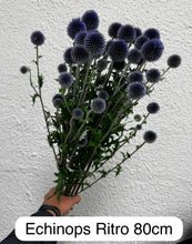 이미지를 갤러리 뷰어에 로드 , Echinops ritro 90cm 315yen/pcs(FOB)  40pcs
