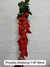Load image into Gallery viewer, Physalis Alkekengi L. 80cm 7-8F   525yen/pcs(FOB)  50pcs
