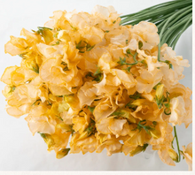 Load image into Gallery viewer, CNY/LNY2026 Lathyrus odoratus Dyed color 50cm  85yen/pcs 800pcs
