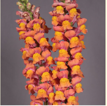 Load image into Gallery viewer, Antirrhinum majus　EX 100cm 275yen/pcs(FOB)  30pcs
