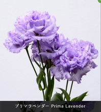 將圖片載入圖庫檢視器 Eustoma 70cm 375yen/pcs 80pcs
