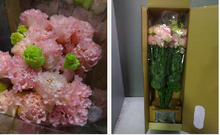 Load image into Gallery viewer, Eustoma 60cm 500yen/pcs 80pcs
