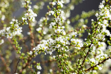 이미지를 갤러리 뷰어에 로드 , Spiraea thunbergii   90cm 190yen/pcs 100pcs
