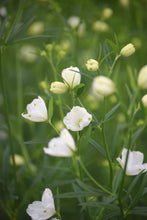 將圖片載入圖庫檢視器 Delphinium grandiflorum Spray 70cm 215yen/pcs 150pcs
