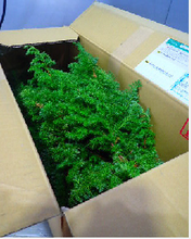 Load image into Gallery viewer, Chamaecyparis obtusa cv. Plumosa 70cm 225yen(FOB)/pcs  40pcs
