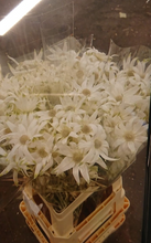 将图片加载到图库查看器，Actinotus helianthi (2 F-3F)50-60m  325yen/pcs(FOB) 50pcs
