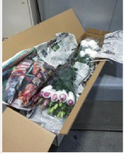 Load image into Gallery viewer, Lillum &quot;Diansa&quot; 80cm 5-6Flowers @875yen/pcs(FOB) 20pcs
