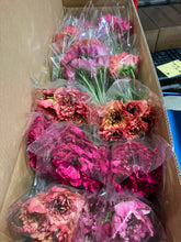 Load image into Gallery viewer, CNY/LNY2025 Ranunculus   Charlotte  (Carno)  525yen/pcs 120pcs
