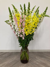 Load image into Gallery viewer, Antirrhinum majus　EX 100cm 275yen/pcs(FOB)  30pcs
