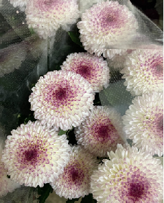 Chrysanthemum morifolium  80cm 120pcs 100yen(FOB)