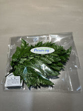 이미지를 갤러리 뷰어에 로드 , Preserved Rumohra adiantiformis 12-20cm 650yen(FOB)  10stems/pck
