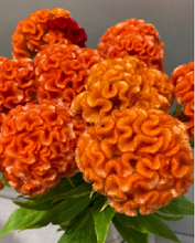 Load image into Gallery viewer, Celosia argentea  70cm 100pcs @110yen(FOB)
