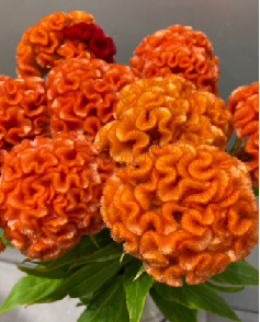 Celosia argentea  70cm 100pcs @110yen(FOB)