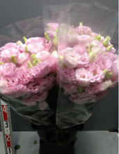 이미지를 갤러리 뷰어에 로드 , Eustoma 80cm 3 flowerup 275yen/pcs 60pcs
