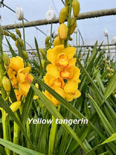 Load image into Gallery viewer, CNY/LNY2026 Pot Plant  Cymbidium  60cm-80cm  5stems 6600yen/pcs
