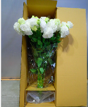 이미지를 갤러리 뷰어에 로드 , Eustoma 60cm 500yen/pcs 80pcs
