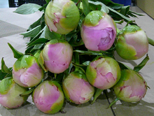 이미지를 갤러리 뷰어에 로드 , Paeonia lactiflora  Pink 60cm 215yen/pcs 100pcs
