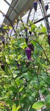 將圖片載入圖庫檢視器 Clematis &quot;Rouguchi&quot; 70cm 4F  350yen(FOB)/pcs  60pcs
