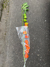 Load image into Gallery viewer, Physalis Alkekengi L. 80cm 7-8F   525yen/pcs(FOB)  50pcs
