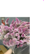 Load image into Gallery viewer, Celosia argentea  60cm 200pcs @65yen(FOB)
