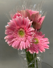 Load image into Gallery viewer, Gerbera Big form Hainan 50cm 180pcs @165yen(FOB)
