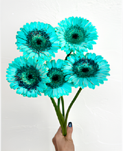 Load image into Gallery viewer, Gerbera Dyed 50cm 80pcs ＠190yen(FOB)/pcs
