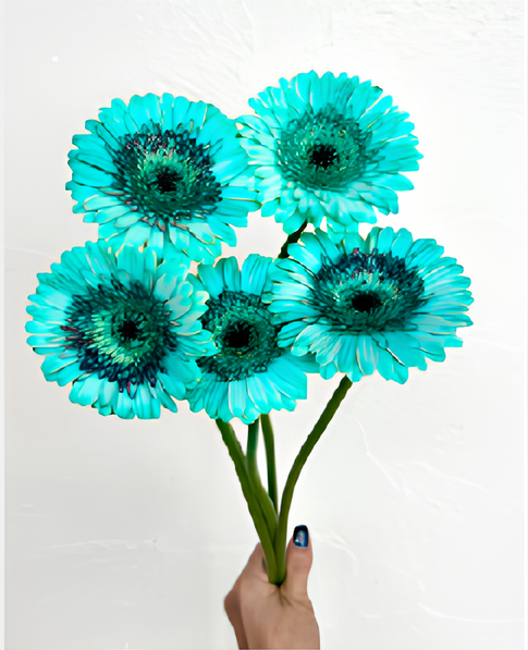 Gerbera Dyed 50cm 80pcs ＠190yen(FOB)/pcs