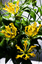 이미지를 갤러리 뷰어에 로드 , Gloriosa Yellow 80cm  380yen/pcs  40pcs
