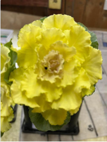 Brassica oleracea var. acephala　”Raffle Vanilla” Dyed 60cm  @225yen(FOB)  40pcs