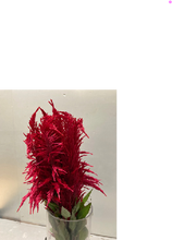 Load image into Gallery viewer, Celosia argentea var. plumosa 70cm 100pcs @115yen(FOB)
