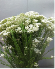 이미지를 갤러리 뷰어에 로드 , Ozothamnus diosmifolius 80cm 315yen/pcs(FOB)  40pcs
