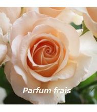 Load image into Gallery viewer, Rosa &quot;Ochi Imabari&quot; 60cm 30pcs by color @340yen(FOB)
