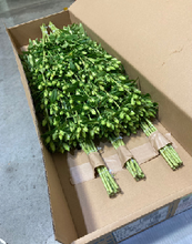 Load image into Gallery viewer, Gentiana scabra Green 70cm 100yen/pcs 100pcs
