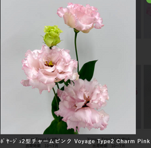 將圖片載入圖庫檢視器 Eustoma 70cm 375yen/pcs 80pcs
