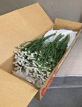 이미지를 갤러리 뷰어에 로드 , Limonium sinuatum  70cm 5Flowers  100pcs @60yen(FOB)
