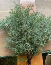 Load image into Gallery viewer, Cupressus arizonica &#39;Blue Ice&#39; 60cm 120pcs @150yen(FOB)
