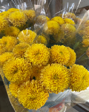 Load image into Gallery viewer, Chrysanthemum morifolium  80cm 120pcs 100yen(FOB)
