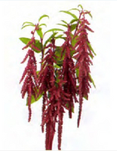 Load image into Gallery viewer, Amaranthus hypochondriacus 60cm 90pcs @150yen(FOB)
