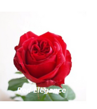 Load image into Gallery viewer, Rosa &quot;Ochi Imabari&quot; 60cm 30pcs by color @340yen(FOB)
