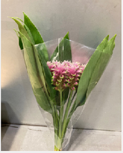 将图片加载到图库查看器，Curcuma mini 30-40cm  165yen/pcs 100pcs
