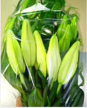 Load image into Gallery viewer, Lillum &quot;Casablanca&quot; Premium grande 100cm 7-9Flowers @1250yen/pcs(FOB) 10pcs
